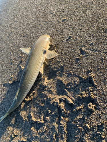 ボラの釣果