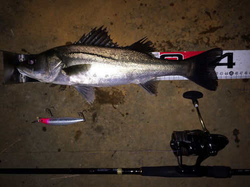 シーバスの釣果