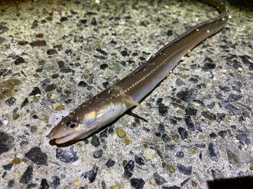 アナゴの釣果