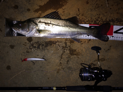 シーバスの釣果