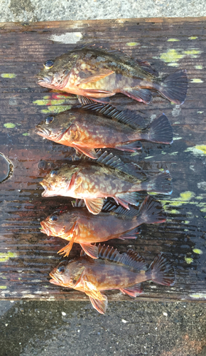 カサゴの釣果