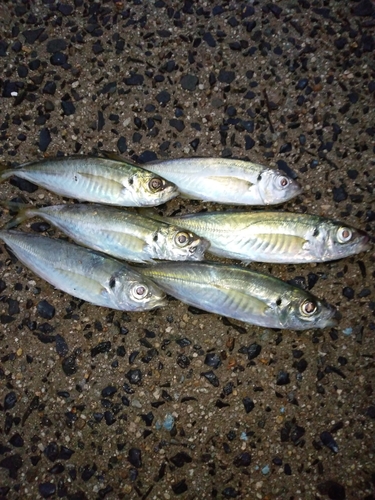 アジの釣果