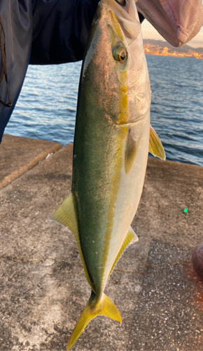 ハマチの釣果