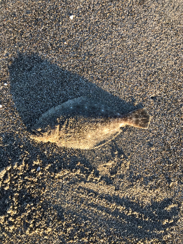 ソゲの釣果