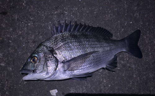 チヌの釣果