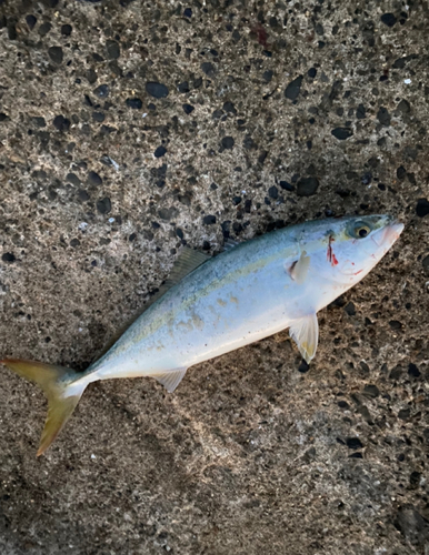 ワカシの釣果