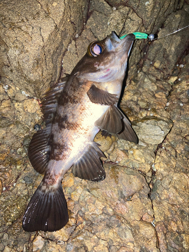 メバルの釣果