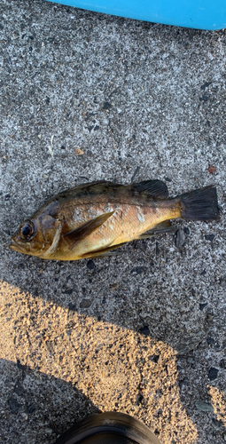 メバルの釣果