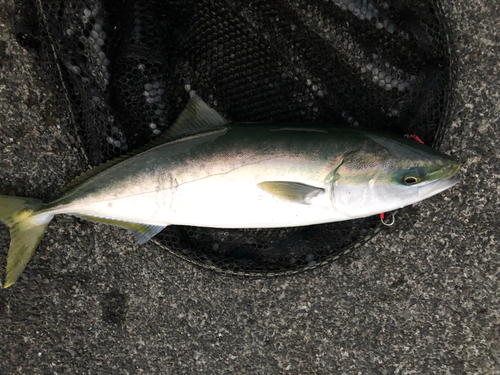 イナダの釣果