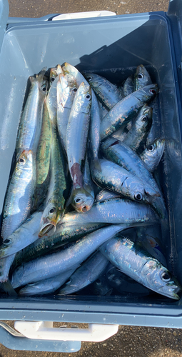 マイワシの釣果