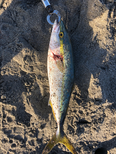 イナダの釣果