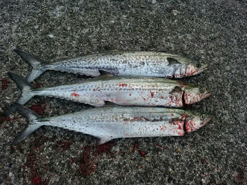 サゴシの釣果