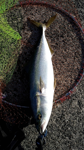 ブリの釣果