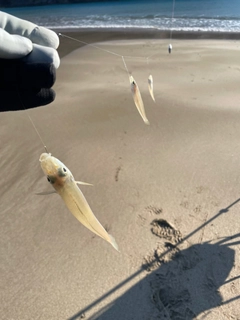 キスの釣果