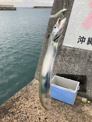 タチウオの釣果