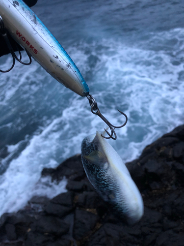 フグの釣果