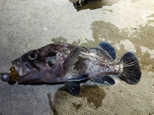 マゾイの釣果