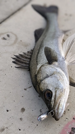 シーバスの釣果