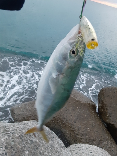 イナダの釣果