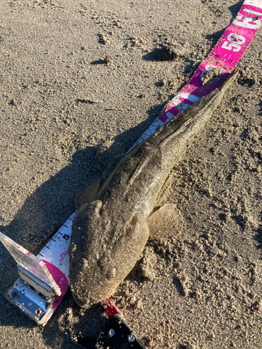 マゴチの釣果