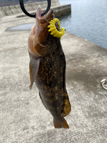 アイナメの釣果