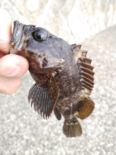 ムラソイの釣果