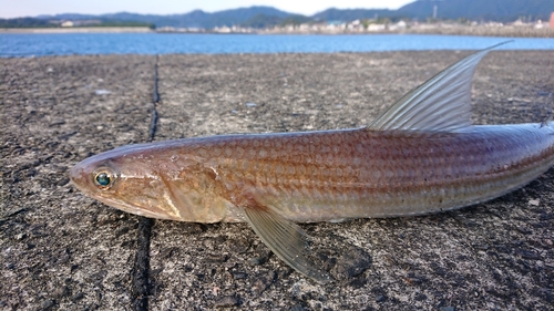 エソの釣果