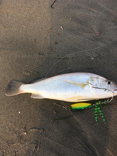 オオニベの釣果