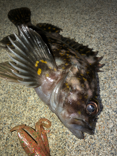 オウゴンムラソイの釣果