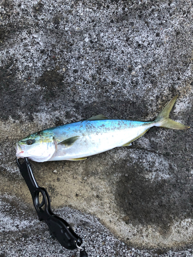 イナダの釣果