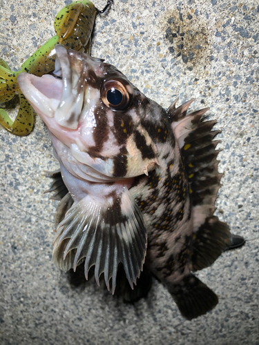 オウゴンムラソイの釣果