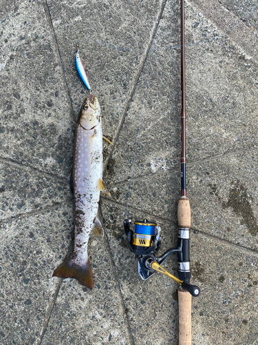 アメマスの釣果