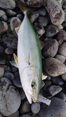 ワカナゴの釣果