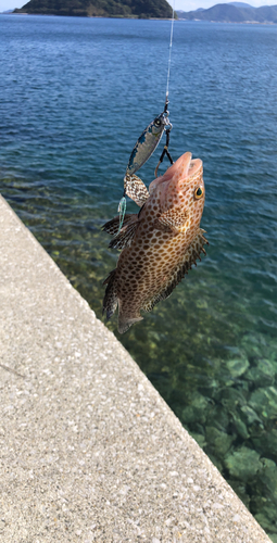 オオモンハタの釣果