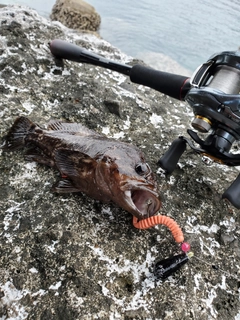 オウゴンムラソイの釣果