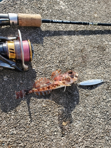 アサヒアナハゼの釣果