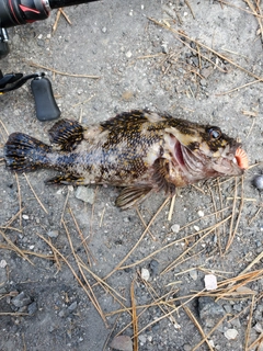 オウゴンムラソイの釣果