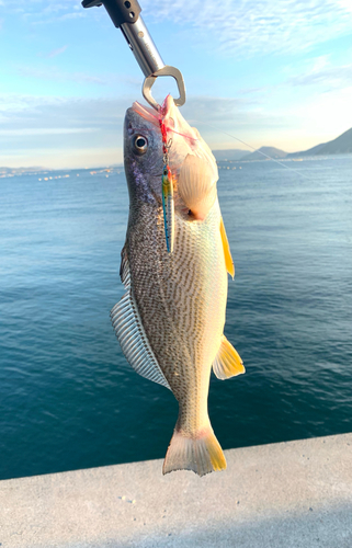 ニベの釣果