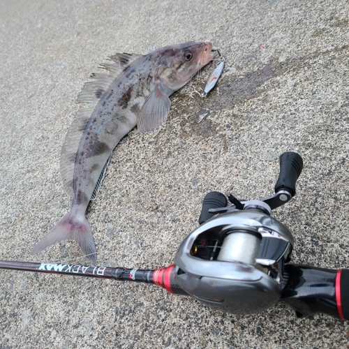 ホッケの釣果