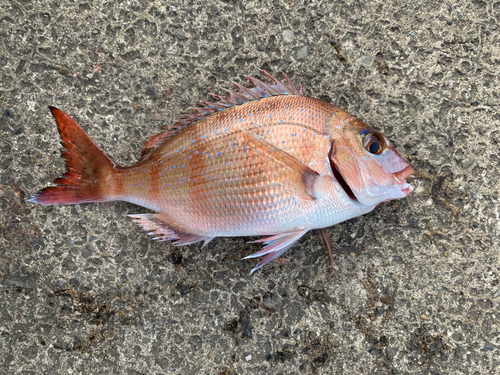 マダイの釣果