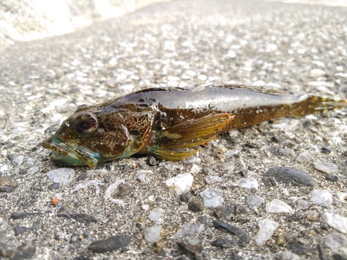 アナハゼの釣果