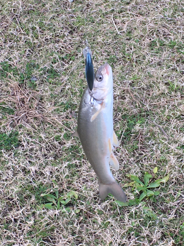 ウグイの釣果