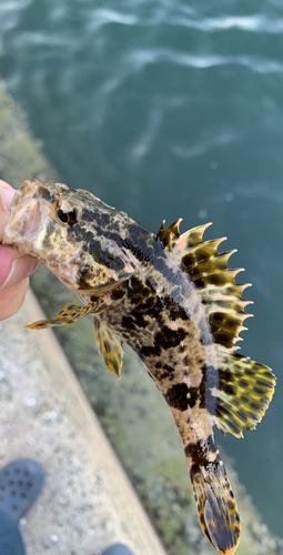 タケノコメバルの釣果