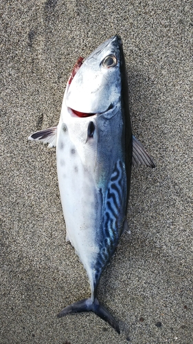 スマガツオの釣果