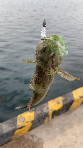 アナハゼの釣果