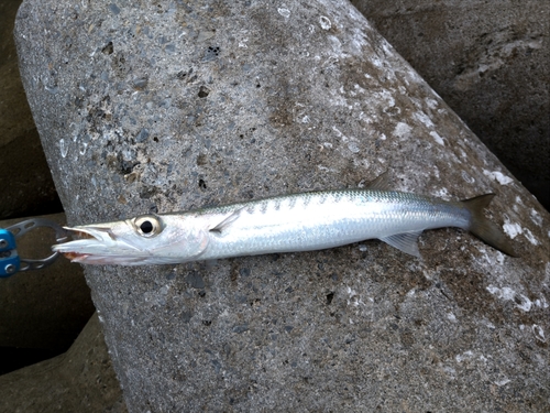 オオカマスの釣果