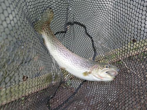 イワナの釣果