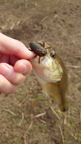 ラージマウスバスの釣果