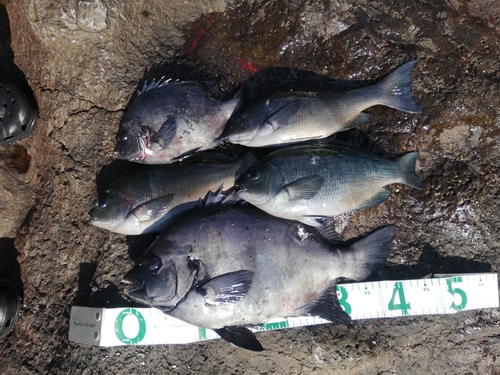 イシダイの釣果