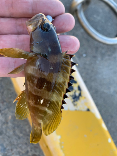 マハタの釣果